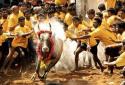 The first Jallikattu match in Coimbatore: SP Vellumani starts